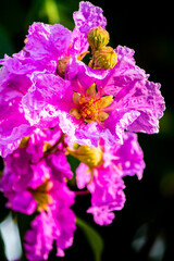 Close up Violet Lagerstroemia floribunda flower in home garden on summer.
