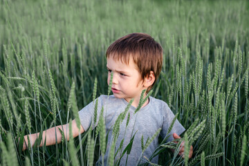 Naklejka na ściany i meble A cute little boy among the wheat spikes in the green wheat field, summer rural landscape, children and nature