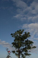 Pink roses and big trees