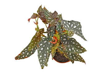 Top view of tropical 'Begonia Maculata' houseplant with white dots in flower pot isolated on white background
