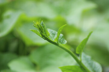 Fototapeta na wymiar Closeup shot of green Malabar spinach 