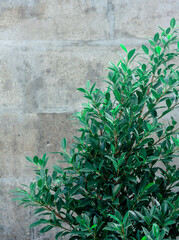 Green bush with old concrete wall