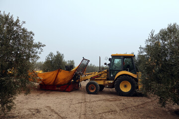 olive harvest. Farmer harvesting olives with special machinery and tractor