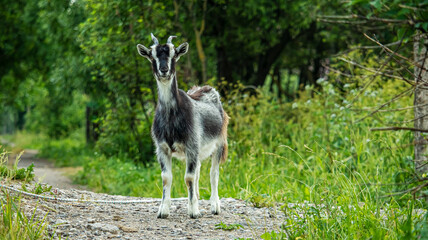 little gray and white goat grazing in the field