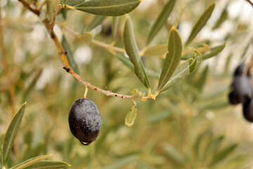 detail of olive hanging on olive branch. Ripe fruit ready for harvest