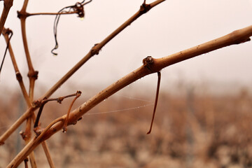 detail of a fig leaf with vineyard in the background. grape cultivation for red wine production