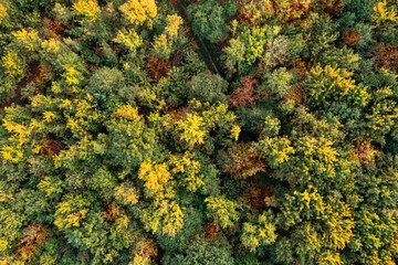 Aerial view of beautiful forest. Autumn season