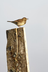 Pipit farlouse