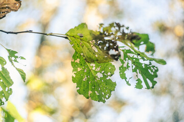 Green elm tree leaves bitten by beetles on thin twig on blurred background with bokeh effect in sunny forest extreme closeup