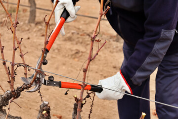 viticulturist pruning vine shoots in winter. agriculture and viticulture for the production of red wine
