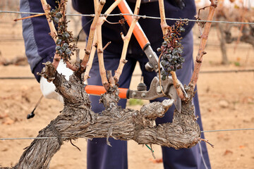 viticulturist pruning vine shoots in winter. agriculture and viticulture for the production of red...