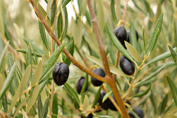 detail of ripe black olives, ready for the harvest and production of quality olive oil