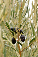 Obraz na płótnie Canvas detail of ripe black olives, ready for the harvest and production of quality olive oil