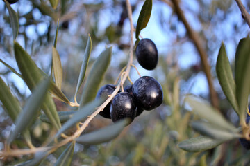 detail of ripe black olives, ready for the harvest and production of quality olive oil