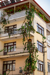 Fototapeta na wymiar A grape tree weaves along the wall of a residential building in Alanya (Turkey), vertical. Climber plant braids the facade of an urban multi-storey house