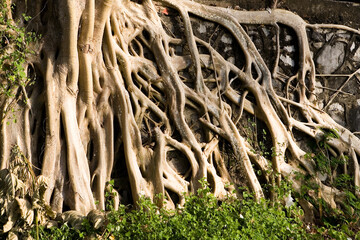 Big beautiful roots of an exotic plant.