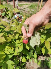 Maliny prosto z krzaczka © Robert