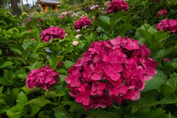 三室戸寺の紫陽花