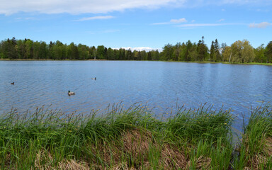 Beautiful lake in the forest, natural nature background