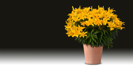 Gelbe Lilie Gartenlilie Blume im Topf isoliert auf schwarz weißem Hintergrund im Querformat mir Copy Space