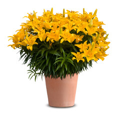Gelbe Gartenlilie (lilium) in Terracotta Topf isoliert auf weißem Hintergrund
