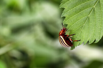 Colorado potato beetle on green leaf against blurred background, closeup. Space for text