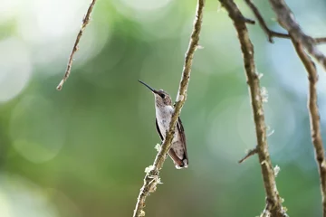 Fotobehang spotted woodpecker © Саша Миронова