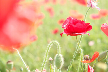 Obraz premium ポピー 赤い 花畑 かわいい 満開 美しい 綺麗 鮮やか 自然 レッド 淡い ボケ