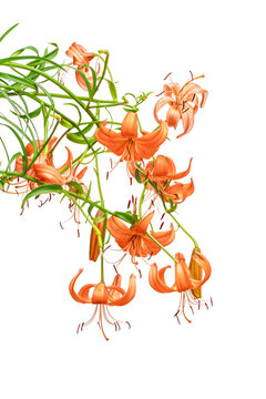 Isolated Orange Lilies on white background
