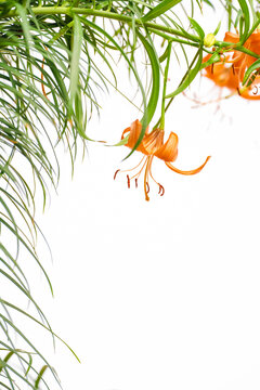 Isolated Orange Lily on white background