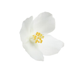 Fototapeta na wymiar Beautiful flower of jasmine plant isolated on white