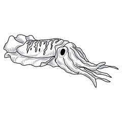 Cuttlefish hand drawn vector illustration