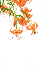 Isolated Orange Lilies on white background