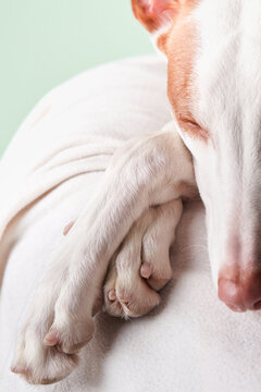 The dog is sleeping. Spanish greyhound lies. Podenko ibitsenko