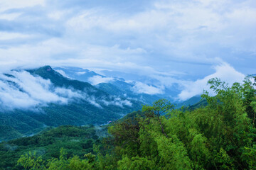 Fototapeta na wymiar green forest in the rainy season