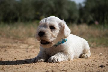 jeune chiot schnauzer nain blanc