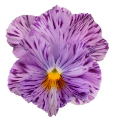 Fotobehang Viooltje pansy flower isolated  © _Vilor