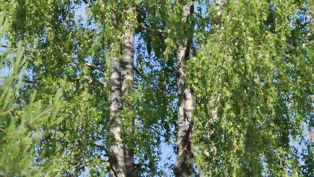 Long birch branches sway in the wind. Summer sunny day, a small wind in the gusts of which long branches of a birch with green leaves flutter.