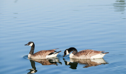 close up of group of Canada gooses