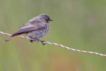 Rouge queue noir juvénile