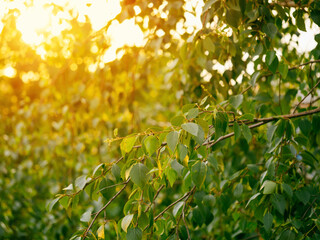 Beautiful green birch branches natural abstract bokeh background with copy space. Fresh foliage of thin gentle birch branches in sunset light. Yellow sun rays bursting through leaves