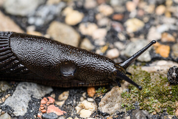 The black slug (Arion ater)