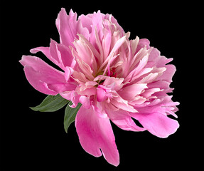 Isolated peony flower on black background © svetlanass13