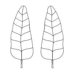 Banana palm leaves outline vector botanical illustration. Tropic palm clipart.