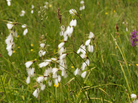 Breitblättriges Wollgras (Eriophorum latifolium). Pflanzen der Sumpfwiesen den Alpen mit stumpfen und glatten Stängel mit flach Laubblätter, weißen, baumwolligen und seidigen Blüten