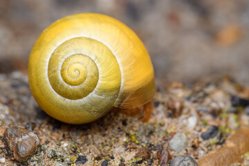The white-lipped snail or garden banded snail (Cepaea hortensis) yellow