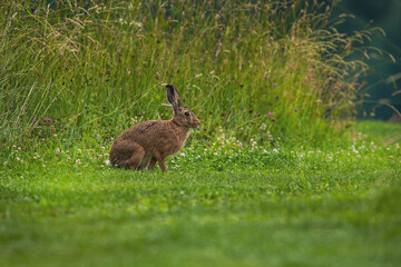wild hare rabbit in forest meadow while eating