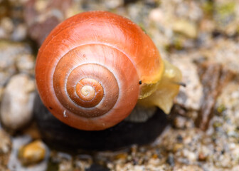 The white-lipped snail or garden banded snail (Cepaea hortensis) red orange
