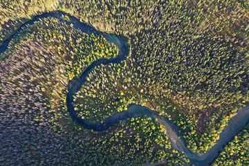 summer forest top view drone, background green trees panorama landscape