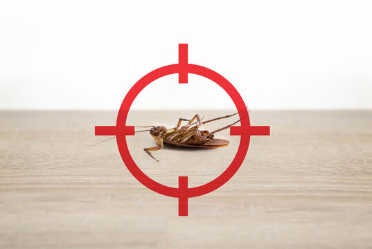 gun target to kill cockroach, pest control concept